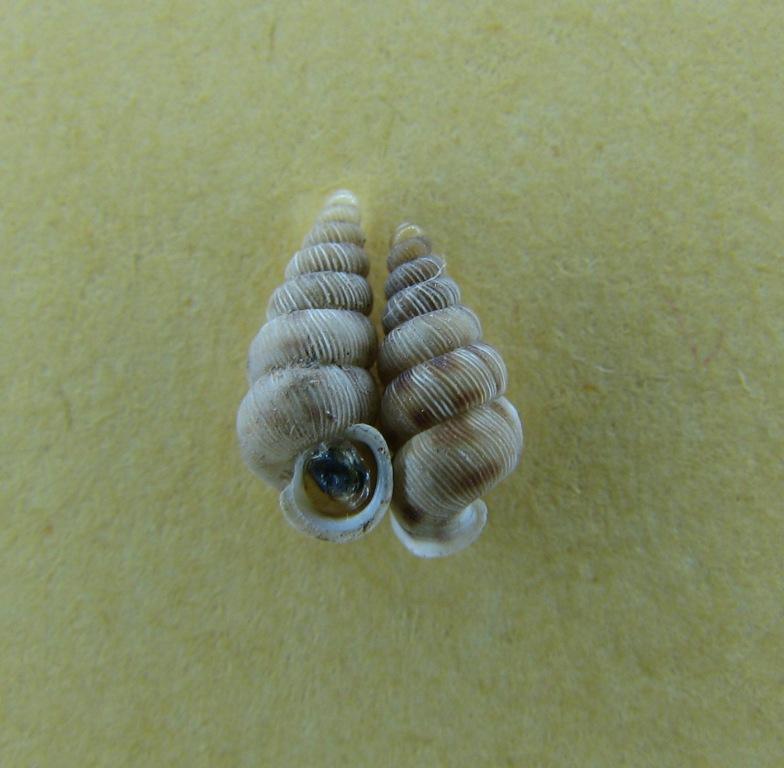 Cochlostoma adamii (Paulucci, 1879)